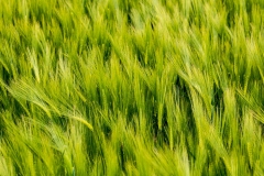IMG_2665_Web