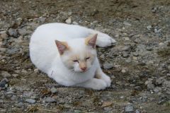 SONY DSC