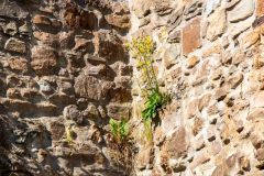 IMG_9770