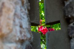 IMG_9796
