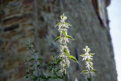 IMG_9815
