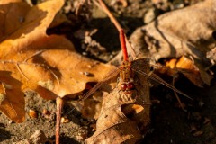 IMG_1236