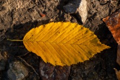 IMG_1246
