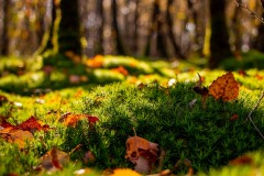 IMG_1256