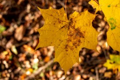 IMG_1258