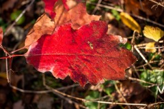 IMG_1260