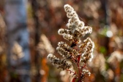 IMG_1262