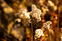 IMG_1264