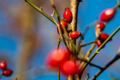 IMG_1266