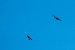 IMG_0222