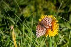 IMG_0653