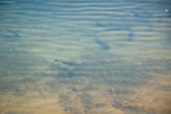 IMG_0423