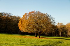 IMG_1161