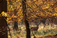 IMG_1168