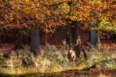 IMG_1194