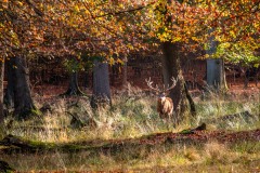 IMG_1195