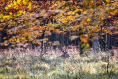 IMG_1198