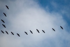IMG_1212